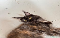 Maine Coon cats for sale: Adult female Maine coon tortie cat, TICA reg - Image 7