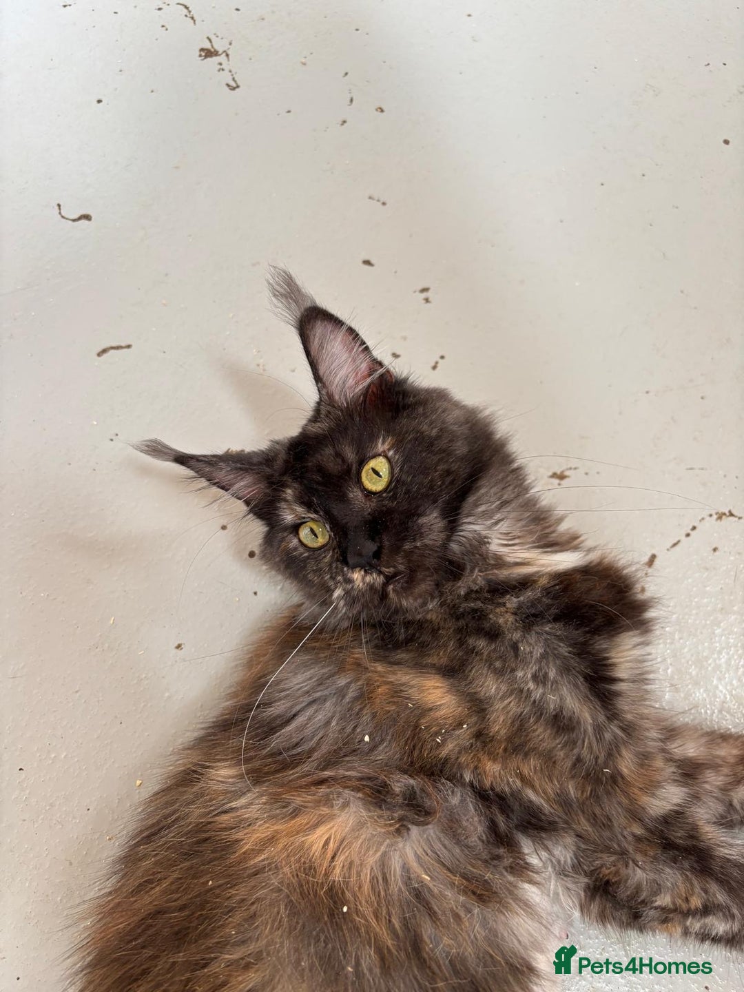 Maine Coon cats for sale: Adult female Maine coon tortie cat, TICA reg - Image 7
