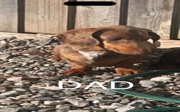 Miniature Dachshund dogs for sale: Miniature dachshund puppy - Image 5