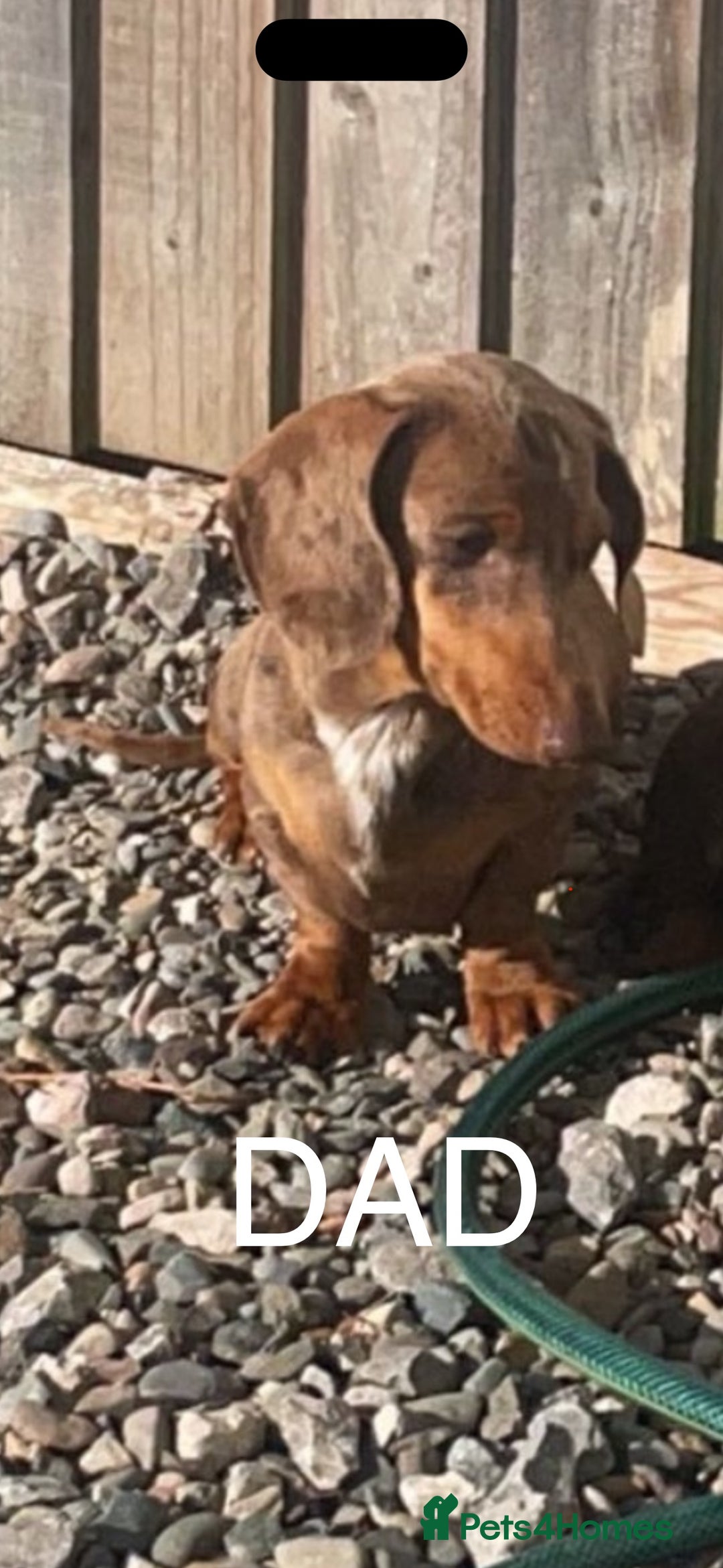 Miniature Dachshund dogs for sale: Miniature dachshund puppy - Image 5