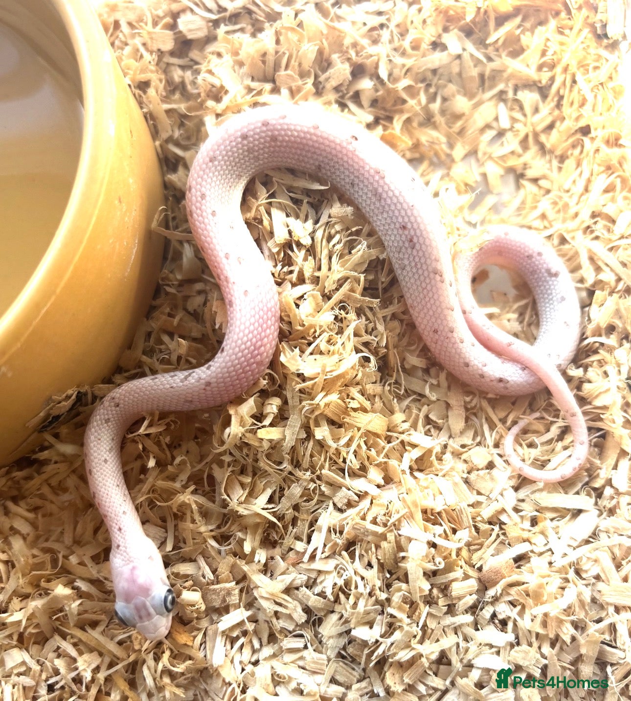 Corn Snake reptiles Corn snake for adoption read description - Advert 1