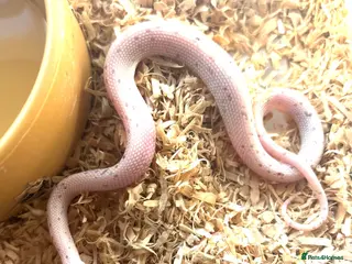 Corn Snake reptiles Corn snake for adoption read description - Advert 1