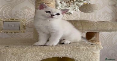 Scottish Fold cats - Advert 12