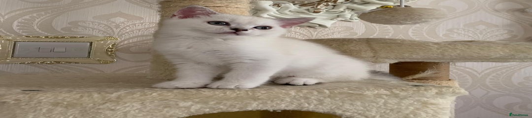 Scottish Fold Kitten 3