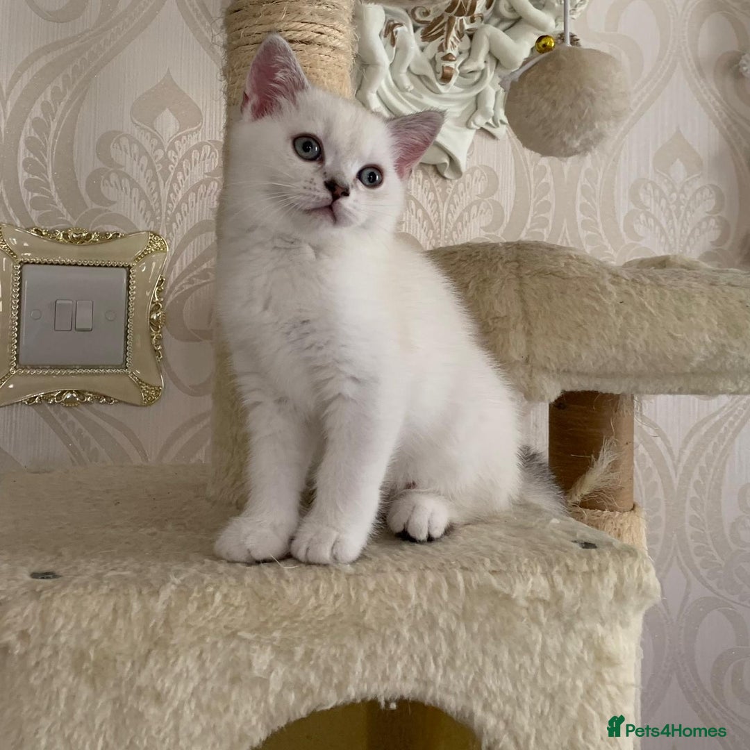 Scottish Fold cats for sale: Scottish fold kittens 😸  - Image 3
