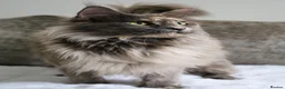 Maine Coon cats for sale: Ready to go, stunning TICA Registered Maine Coons - Advert 17