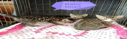 Bengal cats for sale: Bengal Cross kittens  - Advert 7