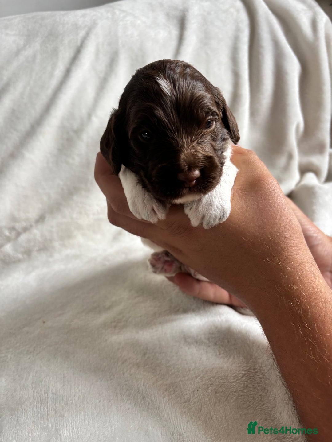 Cockapoo dogs for sale: F1 COCKAPOO  - Image 3