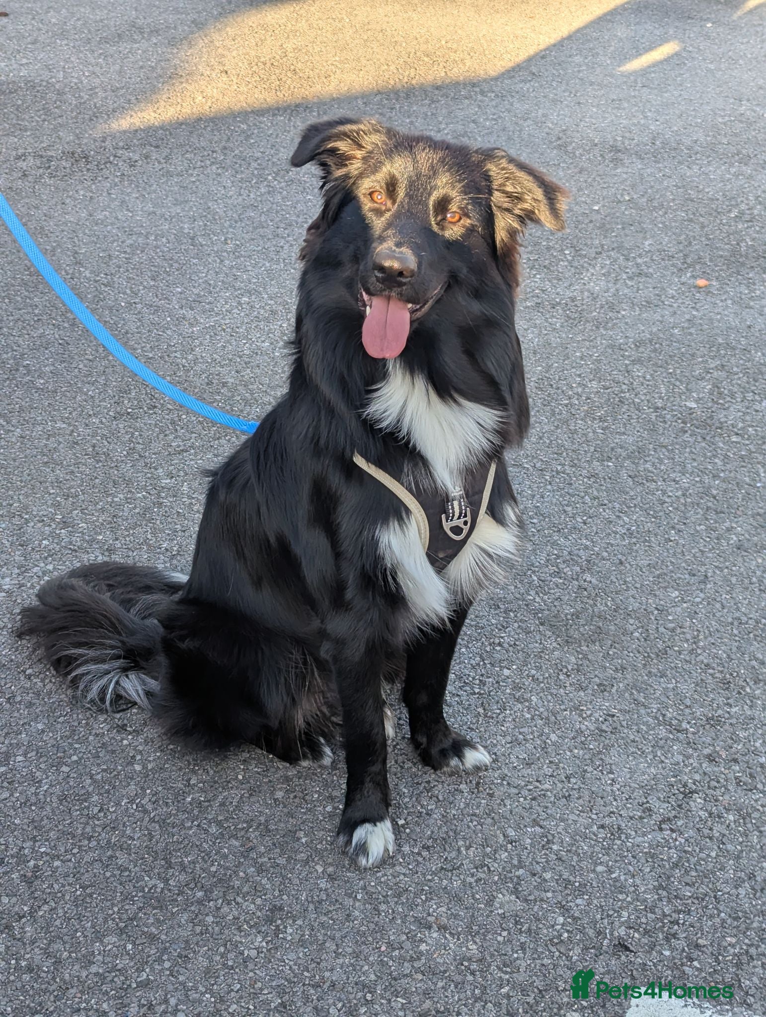 Mixed Breed dogs We have a lovely 1 year old  - Advert 1