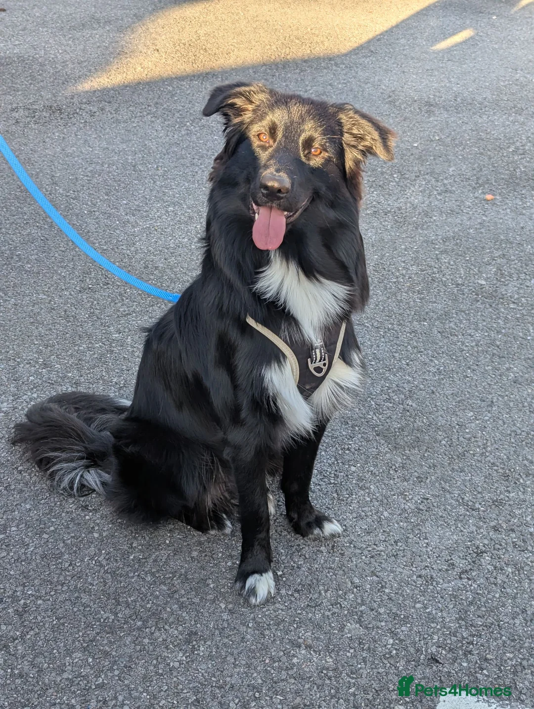 Mixed Breed dogs for sale: We have a lovely 1 year old  - Advert 1