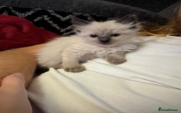 Ragdoll cats for sale: Loving Ragdoll Kittens  - Image 19