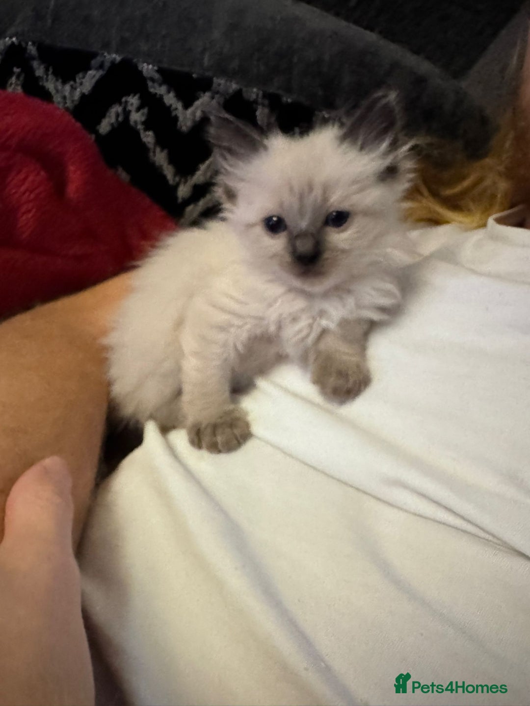 Ragdoll cats for sale: Loving Ragdoll Kittens  - Image 19
