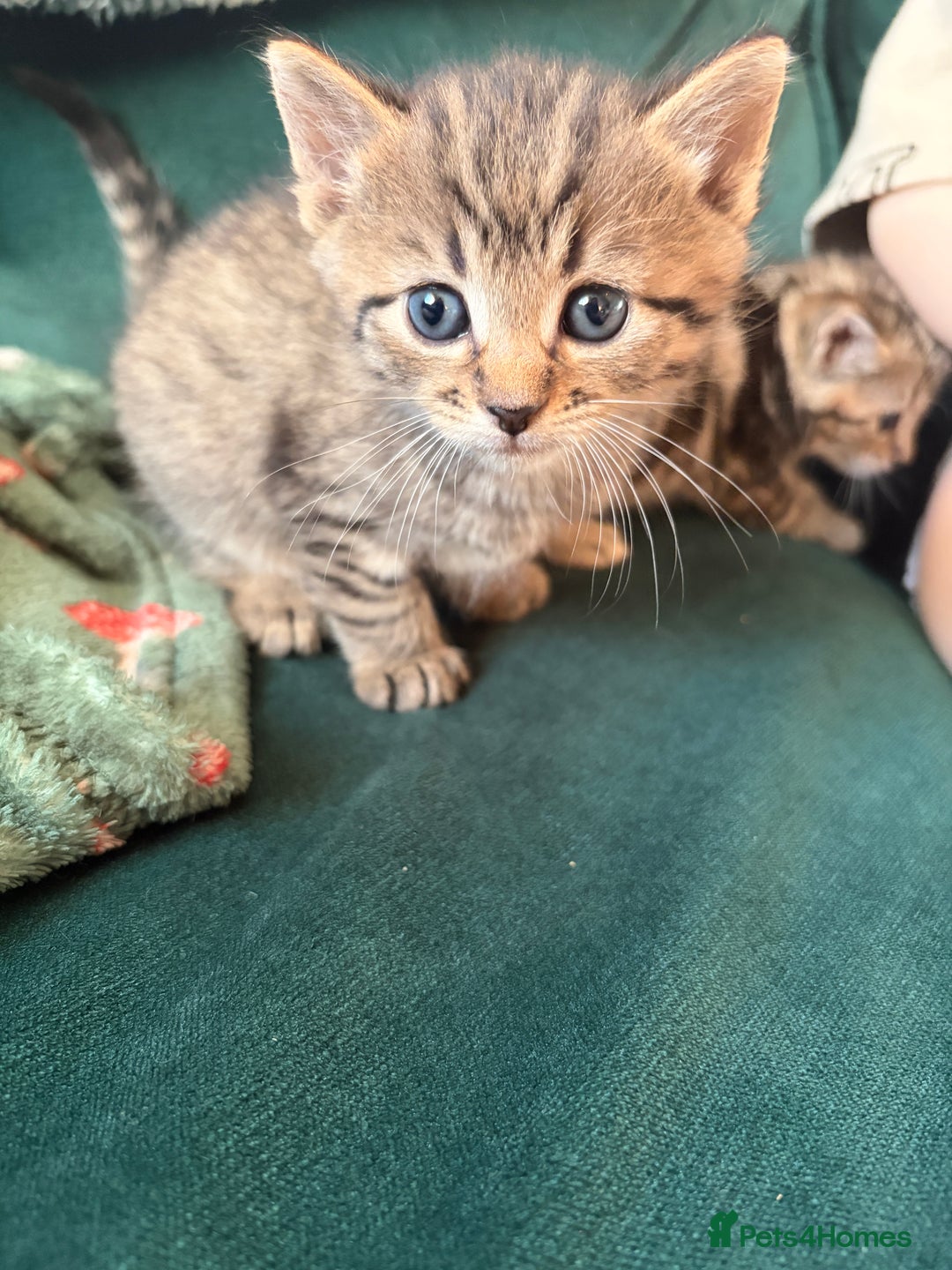 Domestic Shorthair cats for sale: Tabby Domestic Short Haired Kittens - Advert 5