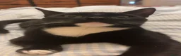 Mixed Breed cats for sale: Two male kittens  - Advert 10