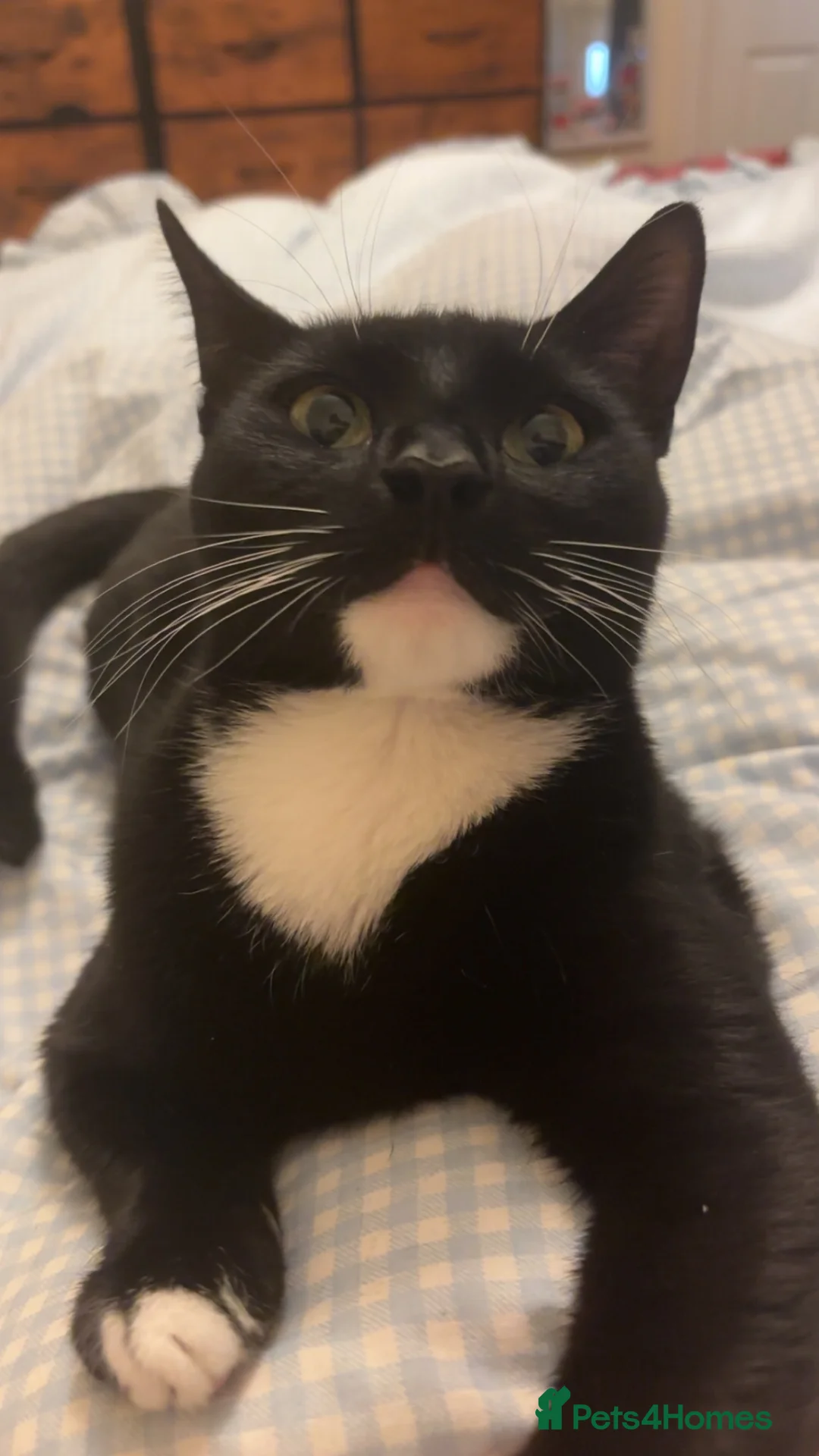 Mixed Breed cats for sale: Two male kittens  - Advert 10