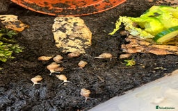 Snails invertebrates for sale: Giant African Land Snails  - Advert 2