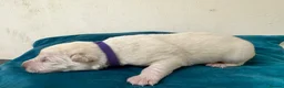 German Shepherd dogs for sale: EXCEPTIONAL WHITE GERMAN SHEPHERD PUPPIES FOR SALE - Advert 11