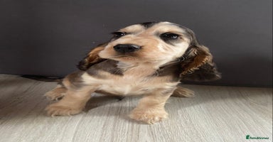 Cocker Spaniel dogs - Advert 7
