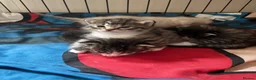Mixed Breed cats for sale: 3 Lovely tabby 1 grey kittens - Advert 8