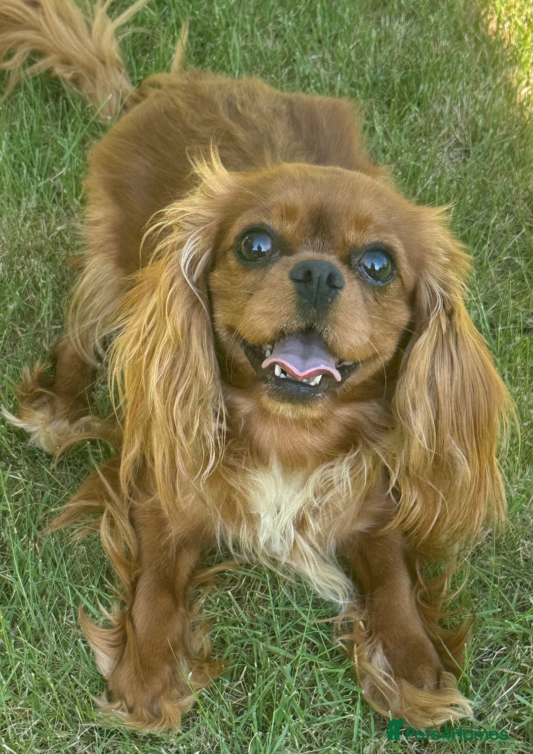 Cavalier King Charles Spaniel dogs for sale: 2 Cavalier sisters 3 years old  - Image 5