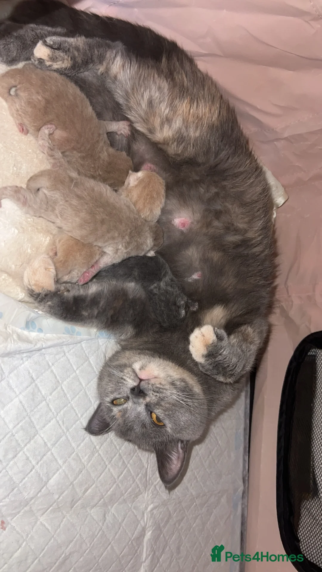 British Shorthair cats for sale: Gccf British short hairs 🥇 - Advert 1