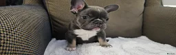 French Bulldog dogs for sale: French bulldog boy - Advert 1