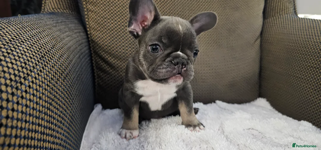 French Bulldog dogs for sale: French bulldog boy - Advert 1