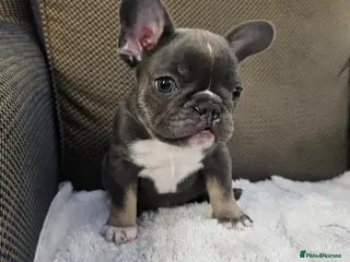 French Bulldog dogs French bulldog boy - Advert 1