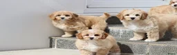 Cavapoochon dogs for sale: Beautiful Cavapoochon puppies for sale - Advert 29