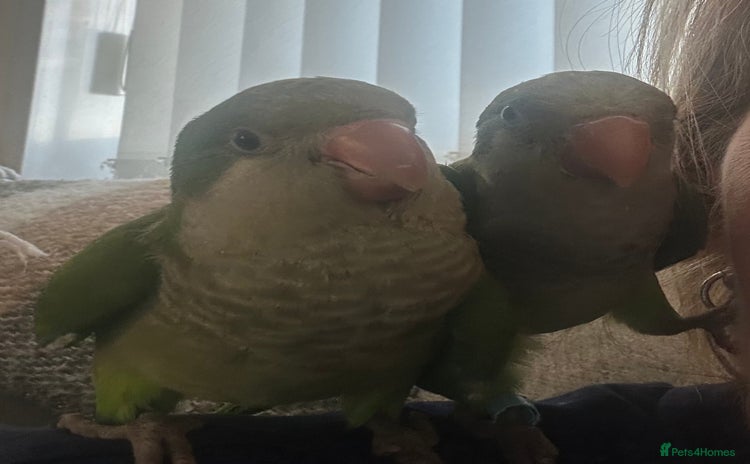 Parrots birds - Advert 2