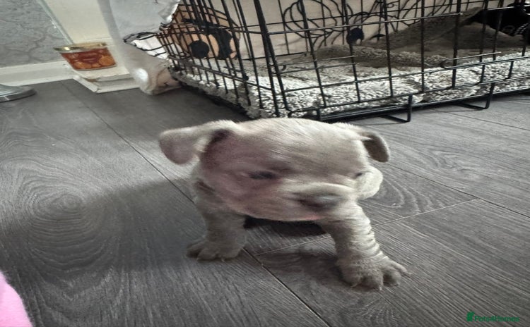 French Bulldog dogs - Advert 11