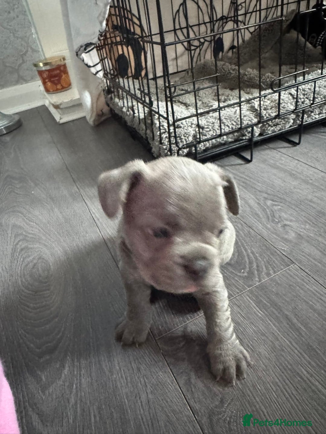 French Bulldog dogs for sale: Beautiful French bulldogs seek homes - Image 1