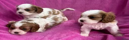 Cavalier King Charles Spaniel dogs for sale: Cavalier King Charles Spaniel puppies - Advert 16