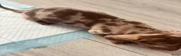 Dachshund dogs for sale: 🩷🩷🩷 DACHSHUNDS GIRLS 🩷🩷🩷 - Advert 22