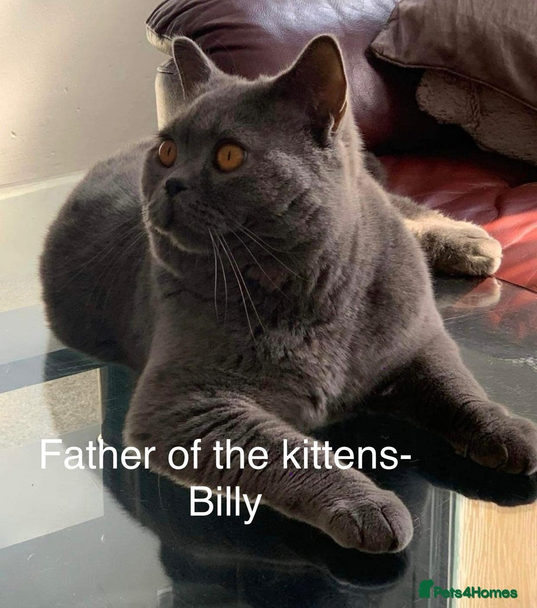 British Shorthair cats for sale: British Shorthair Blue Kittens 💛 Raised with Love - Advert 7