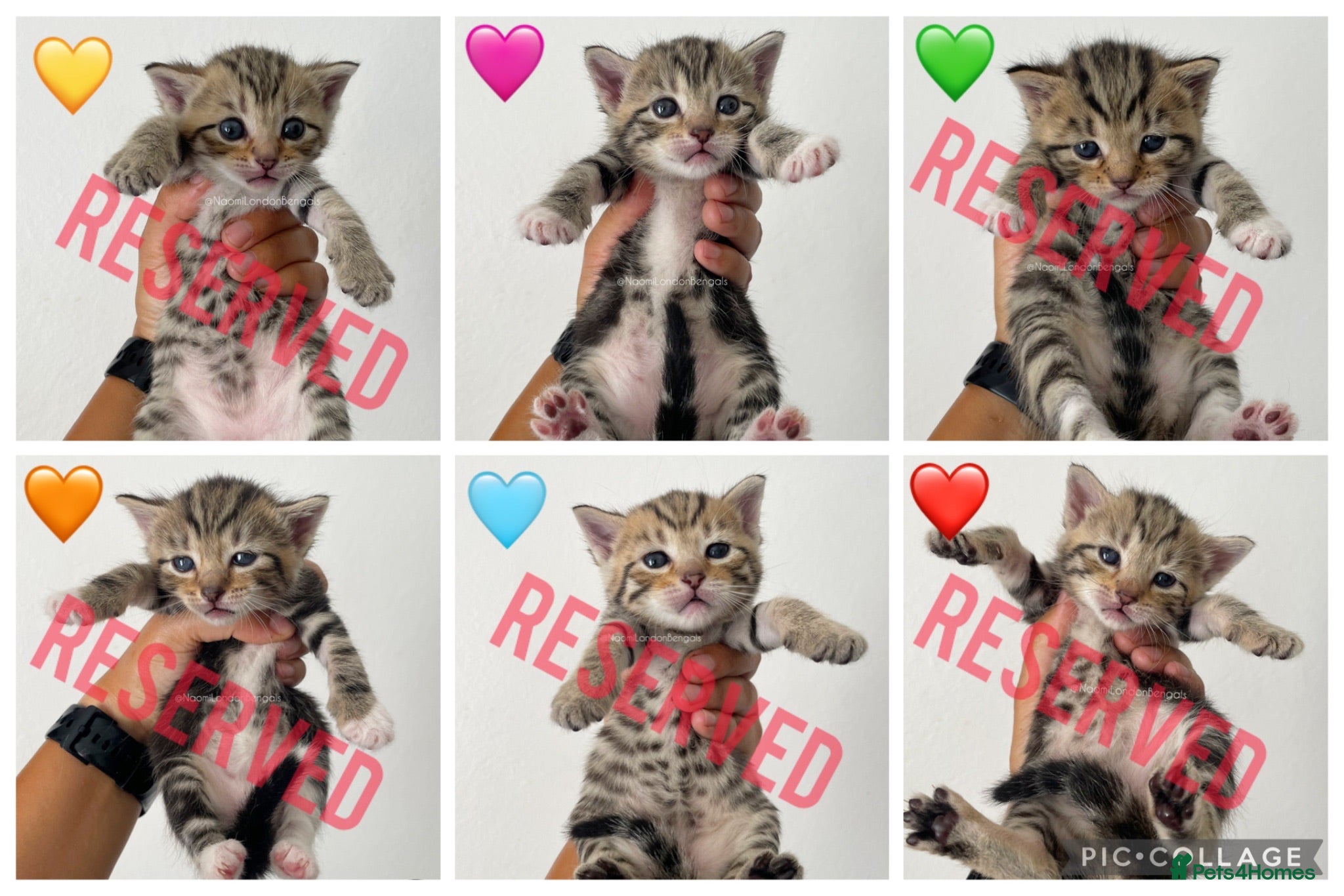 Bengal cats 🌈 BENGAL KITTENS 🌈 ⭐️⭐️⭐️⭐️⭐️ - Advert 2