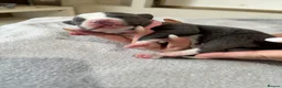 Staffordshire Bull Terrier dogs for sale: Staffordshire Bull Terrier puppies x8 in Swadlincote - Advert 20