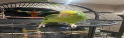 Parrots birds for sale: DYH double yellow headed Amazon parrots - Advert 8
