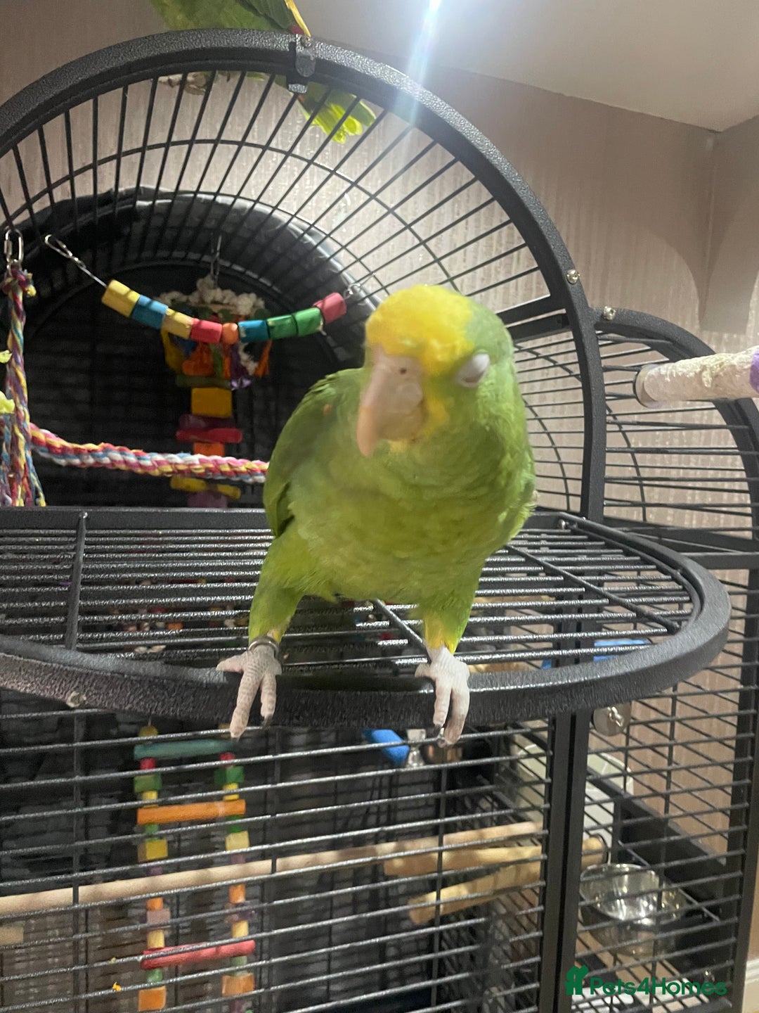 Parrots birds for sale: DYH double yellow headed Amazon parrots - Advert 8