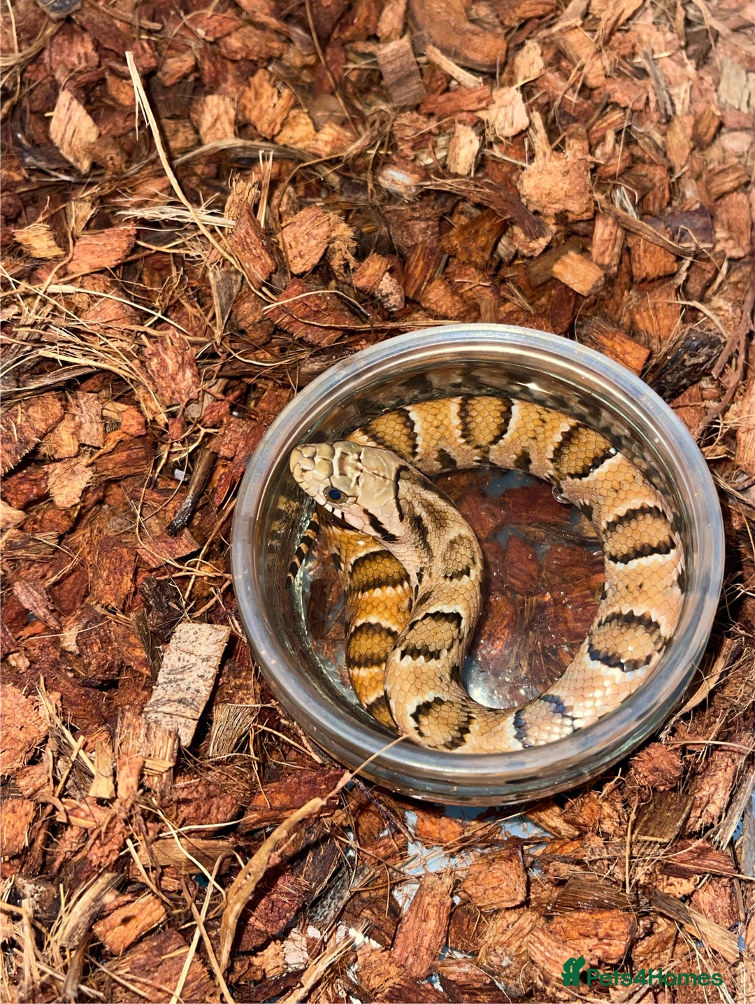 Snake reptiles for sale: Pink x white hypo false water cobras - Image 2