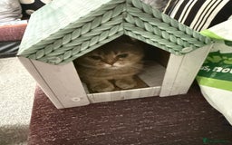 Scottish Fold cats for sale: Gizmo  - Image 1