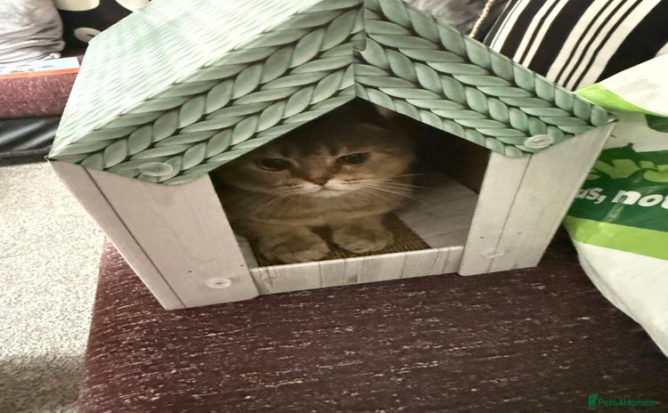 Scottish Fold cats - Advert 2