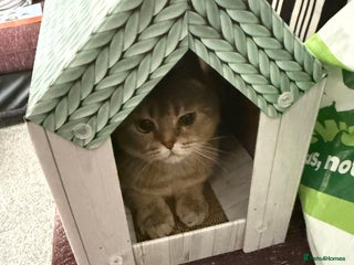 Scottish Fold cats - Advert 2