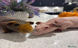 Guinea Pig rodents for sale: X2 one year old super cute skinny pigs  - Image 1