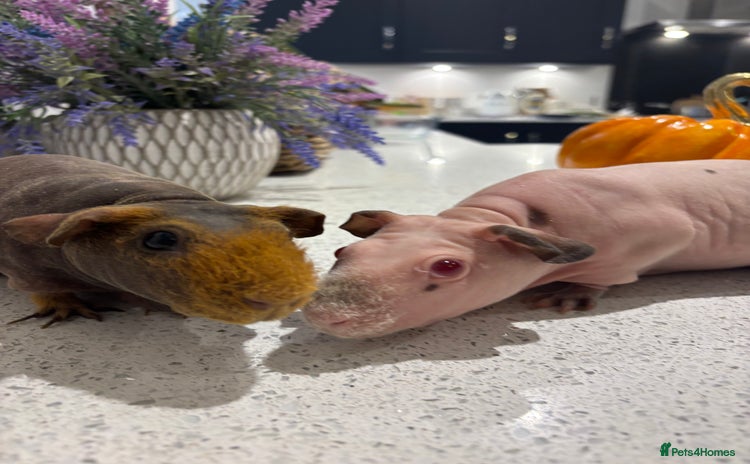 Guinea Pig rodents - Advert 6