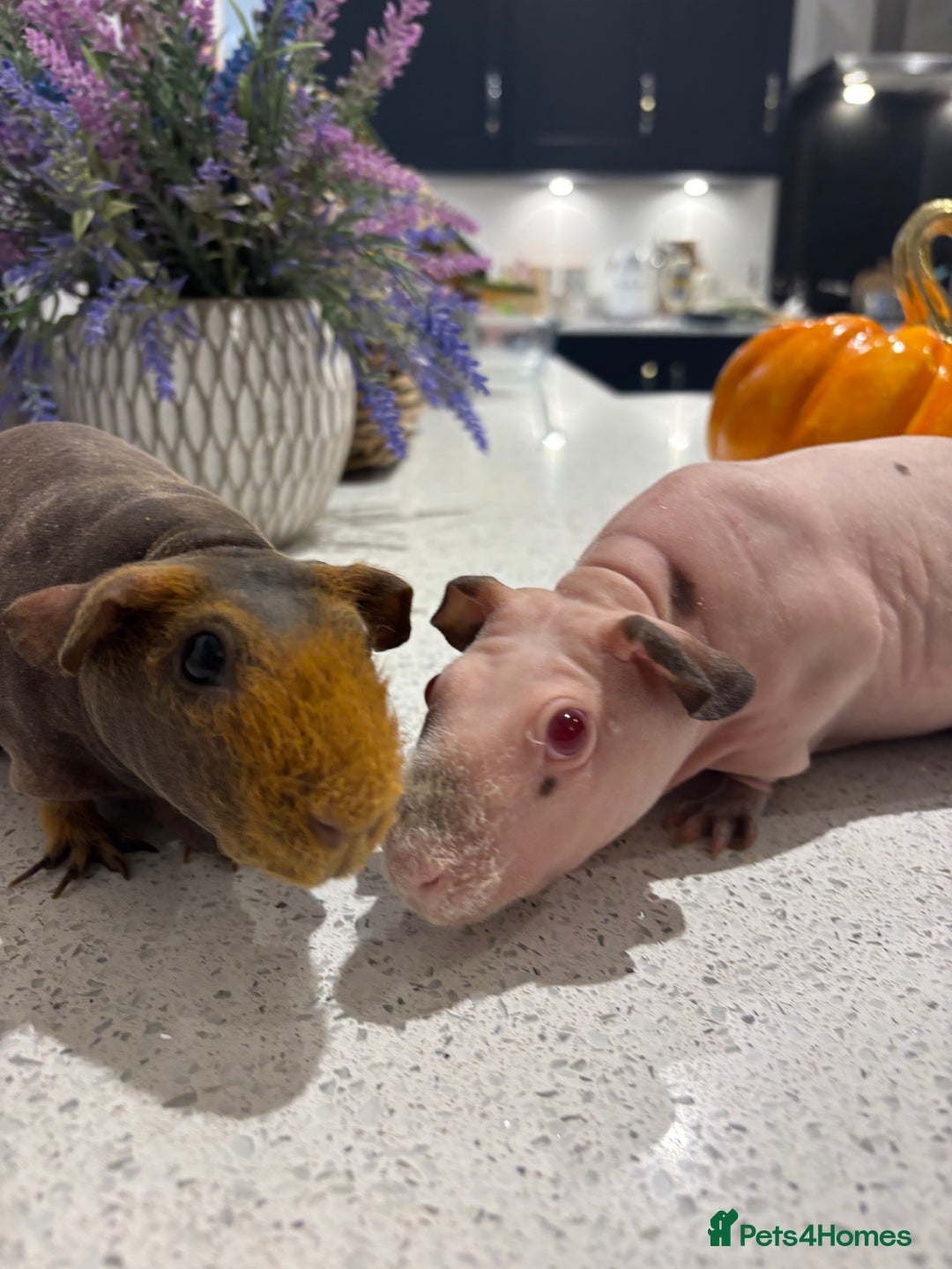 Guinea Pig rodents for sale: X2 one year old super cute skinny pigs  - Image 1