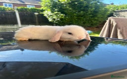 Mini Lop rabbits for sale: Mini Lop Rabbits  - Image 3