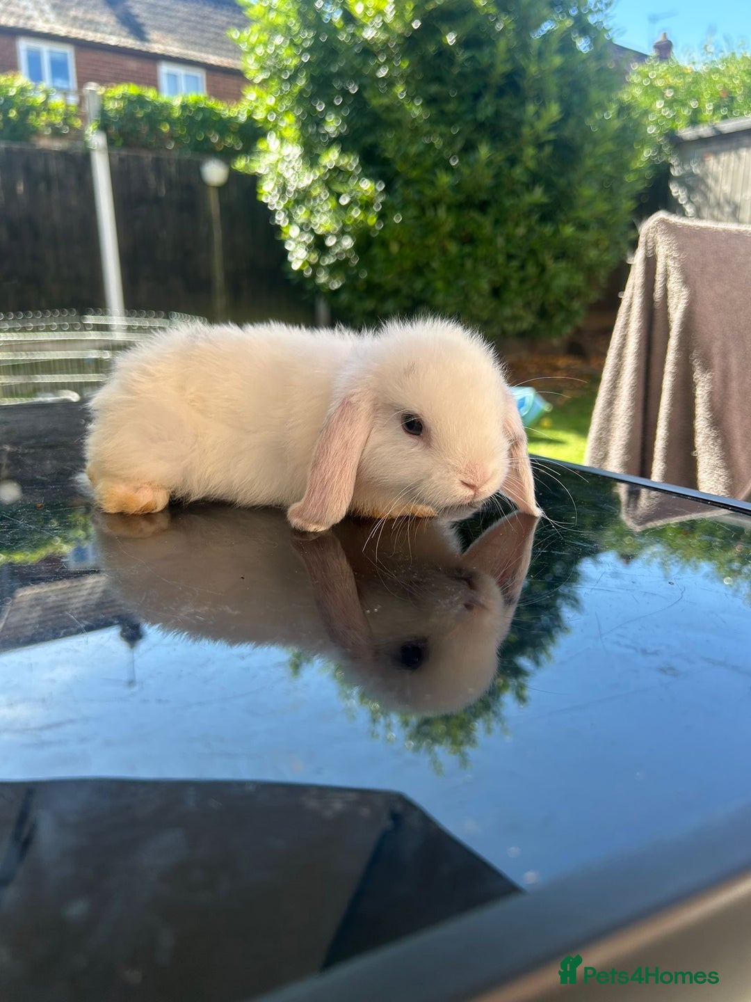 Mini Lop rabbits for sale: Mini Lop Rabbits  - Image 3