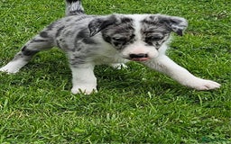 Border Collie dogs for sale: Unique blue eyed blue merle border collie puppies - Image 1