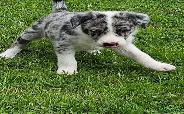 Border Collie dogs - Advert 3